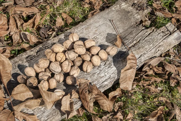 Nueces recién recogidas — Foto de Stock