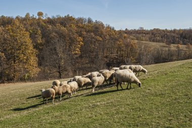 koyun sürüsü Dağı mera üzerinde