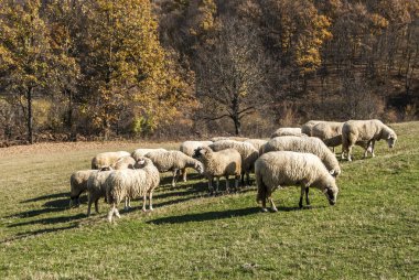 koyun sürüsü Dağı mera üzerinde