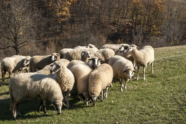 Kudde schapen op de berg weide — Stockfoto