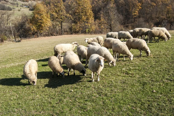 Rebaño de ovejas en pastos de montaña — Foto de Stock