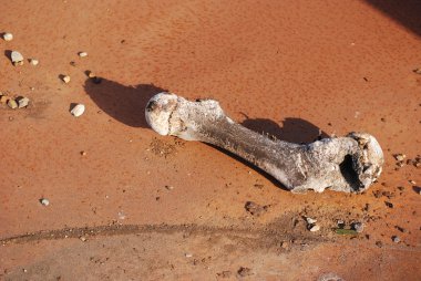 Yıpranmış kemik kemirmek