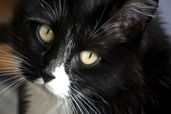 Cabeça de gato close-up — Fotografia de Stock