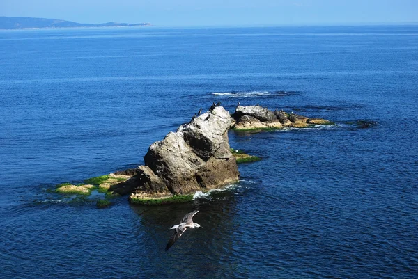 Вид на море с камнем и чайкой — стоковое фото