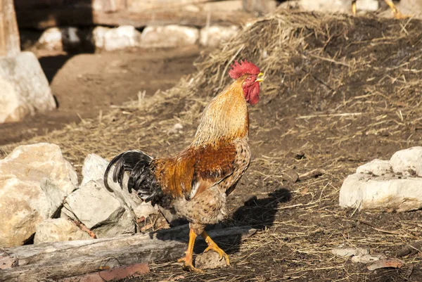 Ahır bahçesinde horoz — Stok fotoğraf