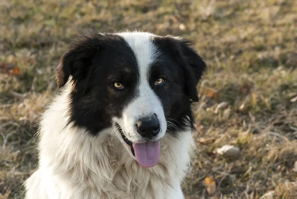 Pastore cane testa — Foto Stock