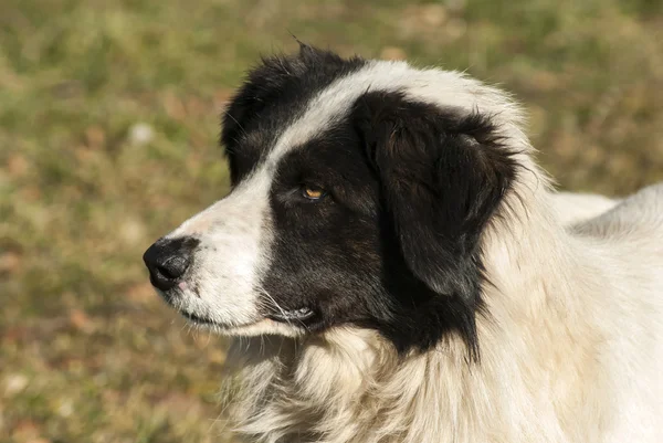 Shepherd dog head — Stock Photo, Image