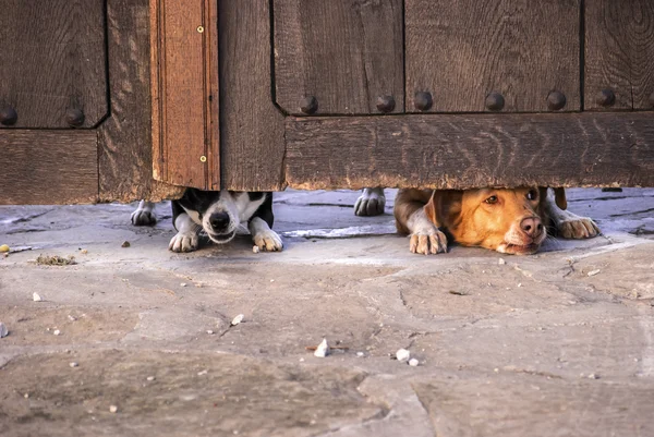 Perros mirando debajo de la puerta — Foto de Stock