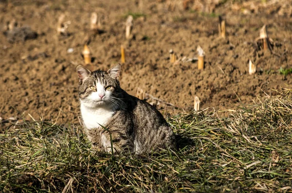 Counrtyside kedi — Stok fotoğraf