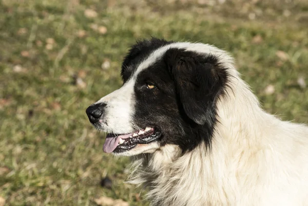 牧羊犬头 — 图库照片