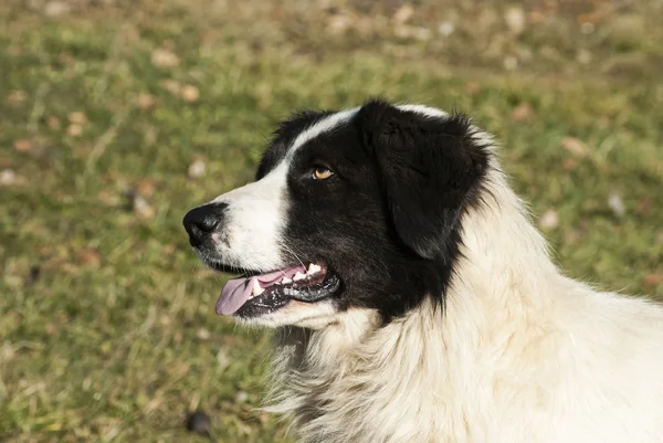 牧羊犬头 — 图库照片