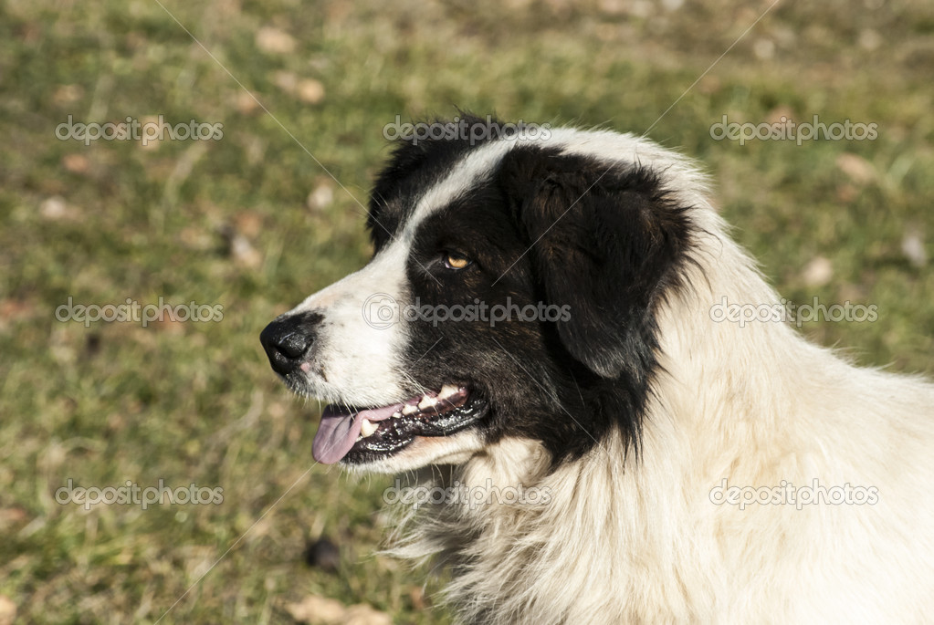 Tête De Chien De Berger Photographie Varbenov1 38746429