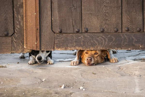 Hunde suchen unter Tor — Stockfoto
