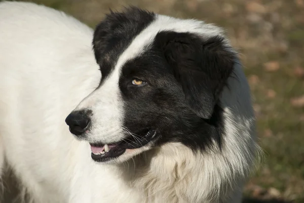 Pastore cane testa — Foto Stock