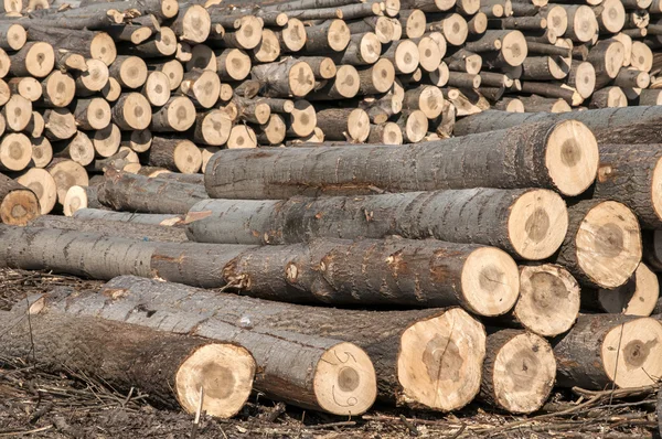 Cortar troncos de álamo —  Fotos de Stock