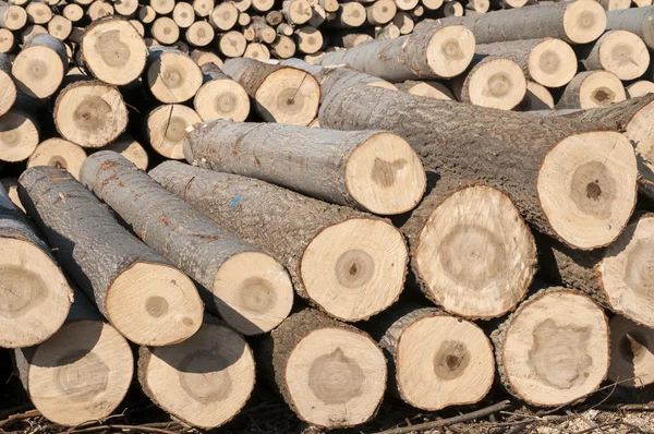 Cortar troncos de álamo — Fotografia de Stock
