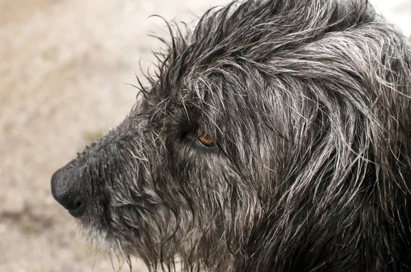 犬の頭が雨で濡れています。 — ストック写真