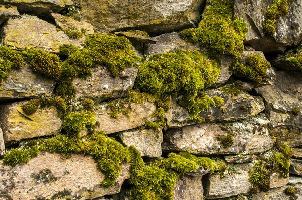 Droge metselwerk stonewall met mos — Stockfoto