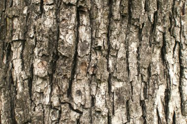 stary zbliżenie kory drzewa gruszkaeski armut ağacı kabuğu portre