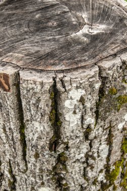 günlük ayrıntı ceviz yıpranmış