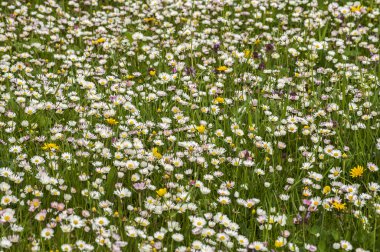 Papatyalarla dolu bahar çayırı