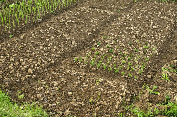 Gartenbeete mit Gemüse bepflanzt — Stockfoto