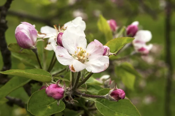 Apfelbaumblüten in Nahaufnahme — Stockfoto