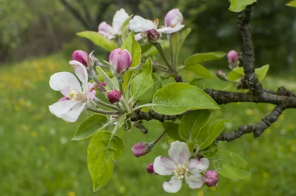 Apple tree blossoms closeup — Stock Photo, Image