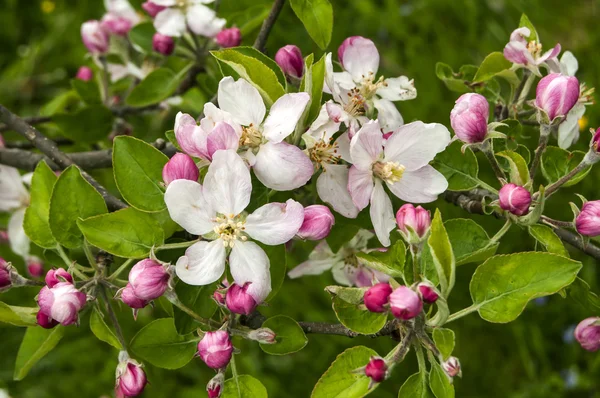 Apfelbaumblüten in Nahaufnahme — Stockfoto