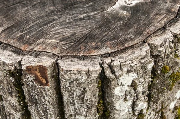 Detalle de madera envejecida de nogal — Foto de Stock