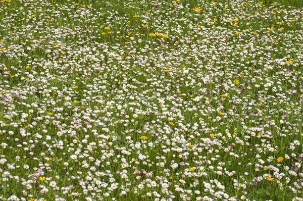 Frühlingswiese mit Gänseblümchen — Stockfoto