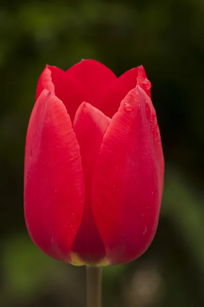 Red tulip head cup — Stock Photo, Image