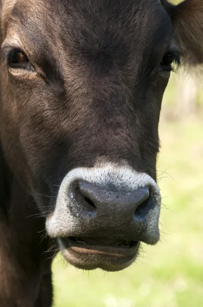 Крупный план головы коровы — стоковое фото