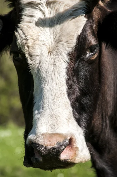 Крупный план головы коровы — стоковое фото