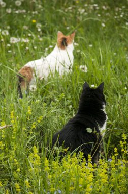 çayır üzerinde iki kedi