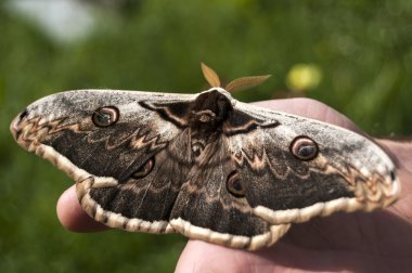 Giant Peacock Moth