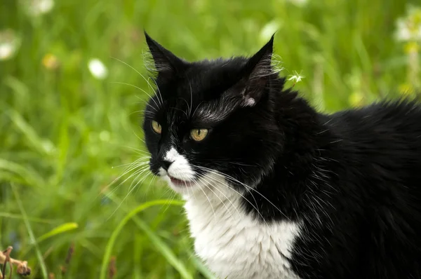 Černá a bílá kočka — Stock fotografie