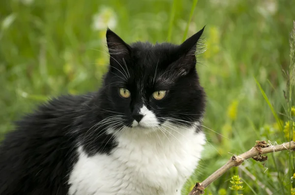 Siyah beyaz kedi — Stok fotoğraf