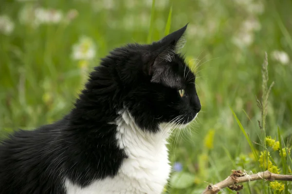 Gato preto e branco — Fotografia de Stock