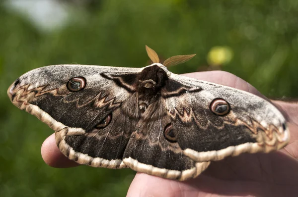 Falena pavone gigante — Foto Stock