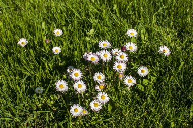 Bahar çayır üzerinde papatya