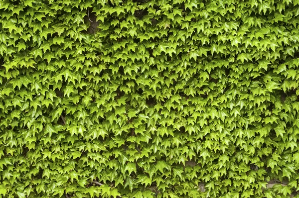 Plantas trepadoras en la pared en primavera —  Fotos de Stock