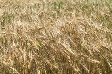 Buğday tarlası yakın plan