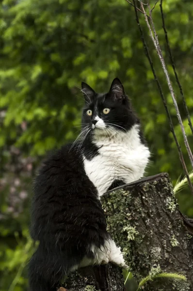 Gato preto e branco — Fotografia de Stock