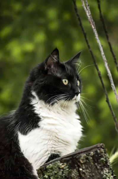 काळा आणि पांढरा मांजर — स्टॉक फोटो, इमेज