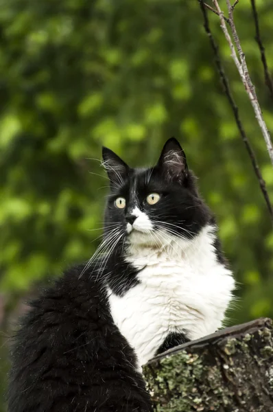 काळा आणि पांढरा मांजर — स्टॉक फोटो, इमेज