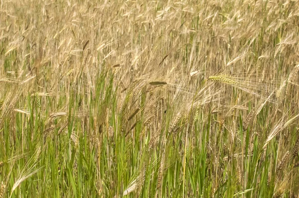 Fecho do campo de trigo — Fotografia de Stock