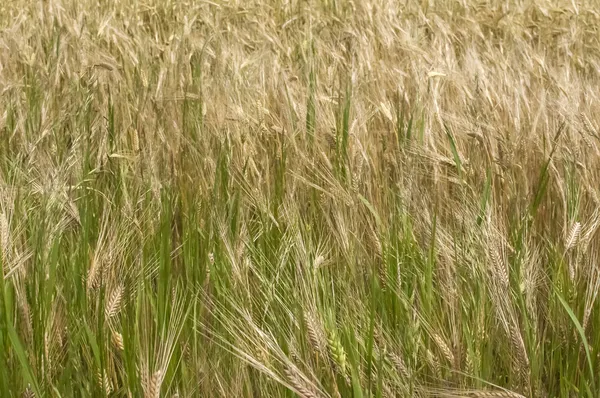 Detailní záběr pšeničného pole — Stock fotografie