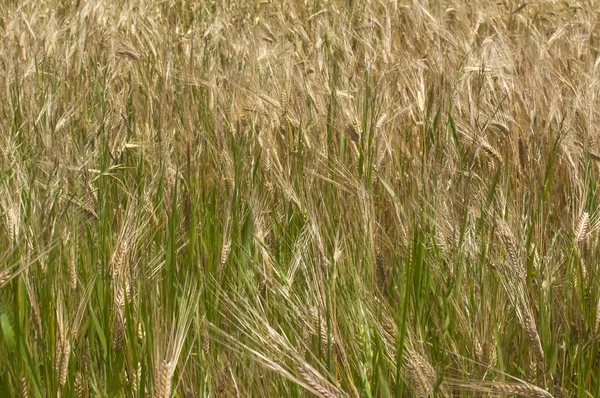 Nahaufnahme Weizenfeld — Stockfoto