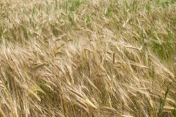 Nahaufnahme Weizenfeld — Stockfoto